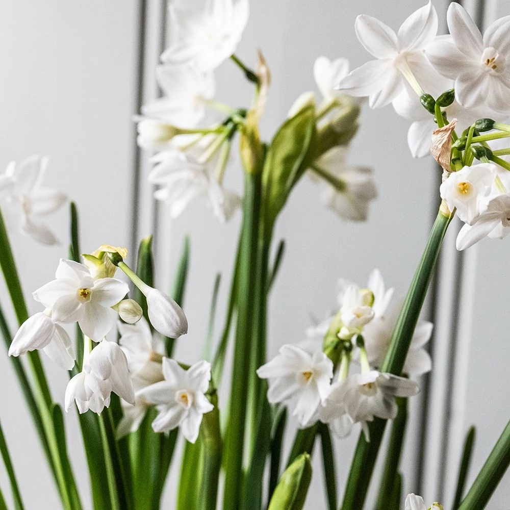 Perfumed Paperwhites & Terracotta Pot 4 Perfumed Paperwhites & Terracotta Pot - Image 2