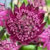 Astrantia 'Burgundy Manor' 1 Astrantia 'Burgundy Manor' -plant store pl2000038260
