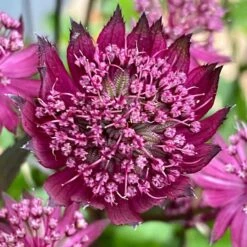 Astrantia 'Burgundy Manor'