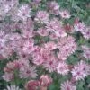 Astrantia Major 'Sparkling Stars Pink' (Sparkling Stars Series)