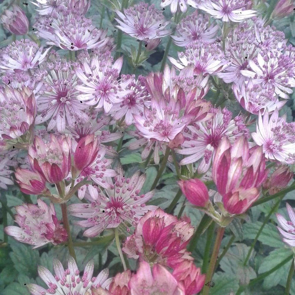 Astrantia Major 'Sparkling Stars Pink' (Sparkling Stars Series) 4 Astrantia Major 'Sparkling Stars Pink' (Sparkling Stars Series) - Image 2