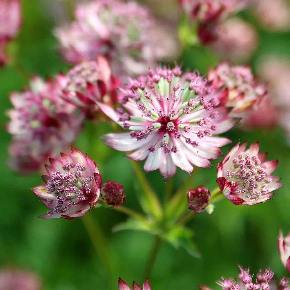 Astrantia Major 'Sparkling Stars Pink' (Sparkling Stars Series) 5 Astrantia Major 'Sparkling Stars Pink' (Sparkling Stars Series) - Image 3
