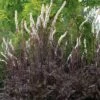 Actaea Simplex (Atropurpurea Group) 'Black Negligee' -plant store pl2000038316