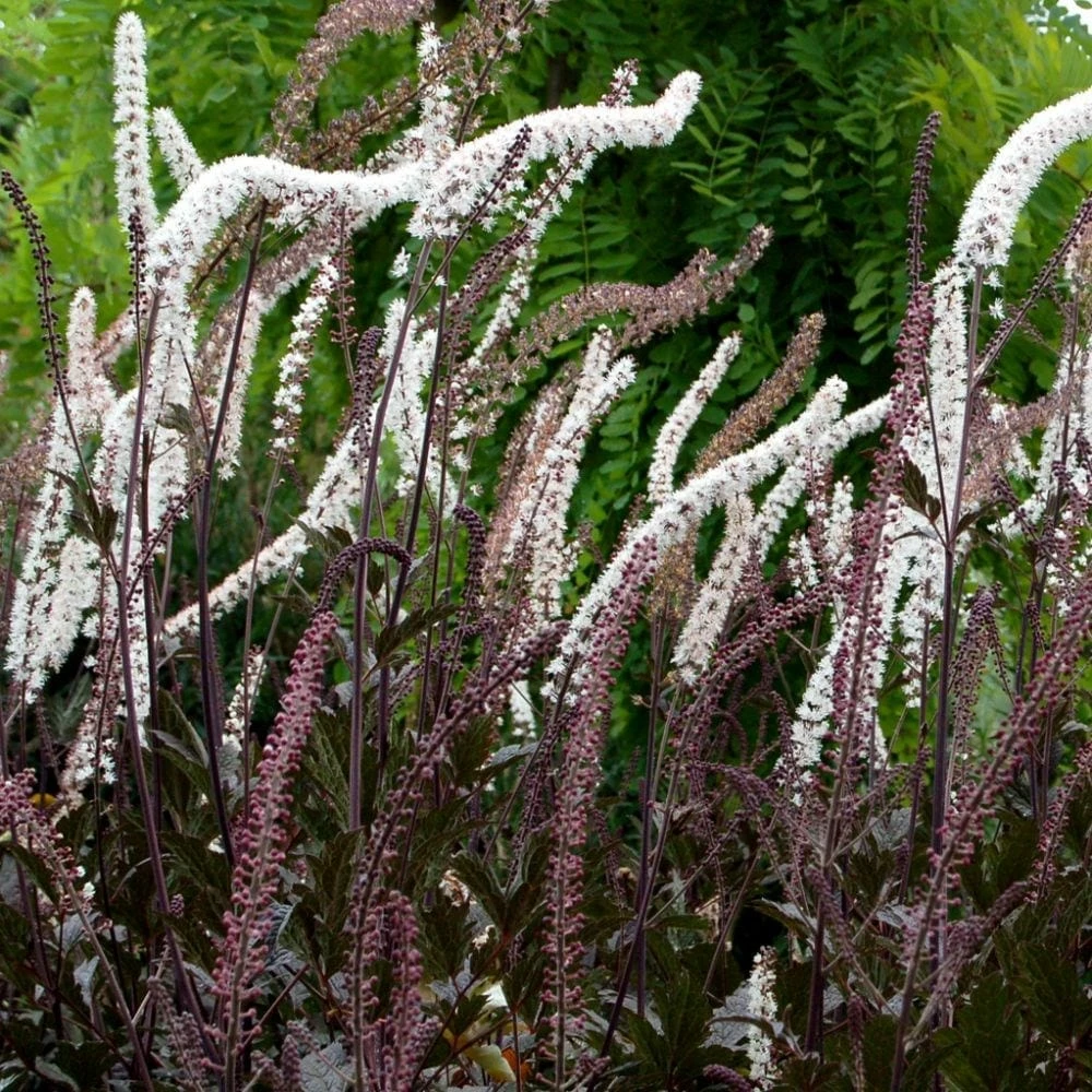 Actaea Simplex (Atropurpurea Group) 'Black Negligee' 4 Actaea Simplex (Atropurpurea Group) 'Black Negligee' - Image 2