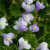 Mazus Reptans 'Blue'