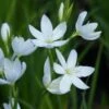 Hesperantha Coccinea F. Alba -plant store pl2000038481