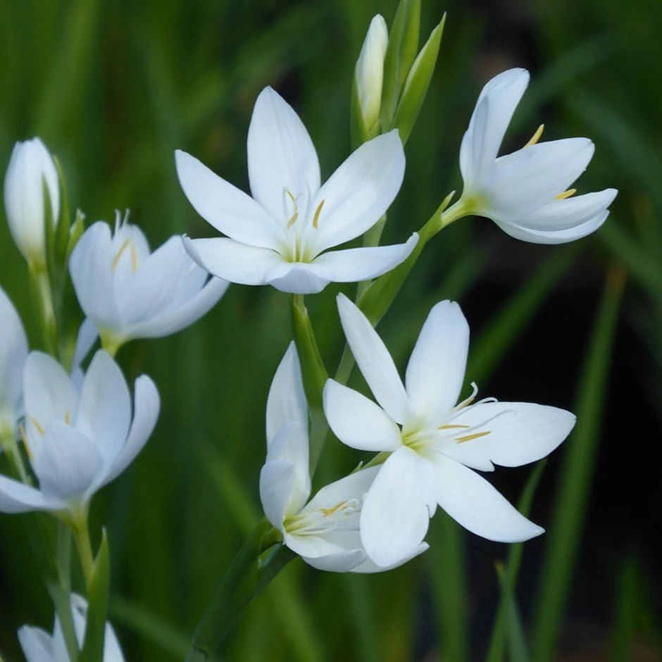 Hesperantha Coccinea F. Alba 3 Hesperantha Coccinea F. Alba