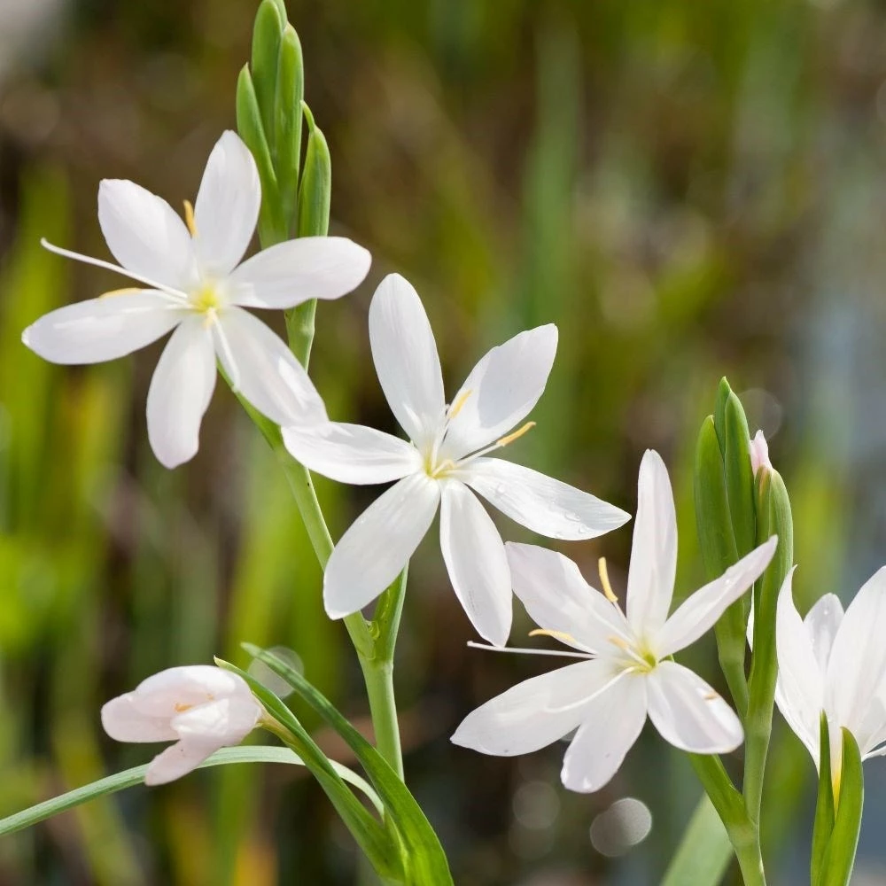 Hesperantha Coccinea F. Alba 4 Hesperantha Coccinea F. Alba - Image 2