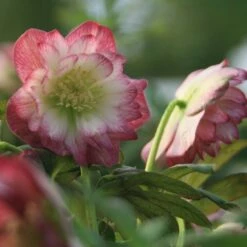 Helleborus × Hybridus Harvington Double Blush