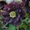 Helleborus × Hybridus Harvington Double Purple 2 Helleborus × Hybridus Harvington Double Purple -plant store pl2000038820