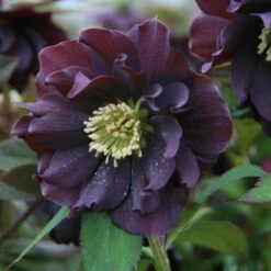 Helleborus × Hybridus Harvington Double Purple
