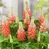Lupinus 'Tequila Flame' (PBR) 1 Lupinus 'Tequila Flame' (PBR) -plant store pl2000038940