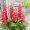 Lupinus 'Red Rum' (PBR) 1 Lupinus 'Red Rum' (PBR) -plant store pl2000039016