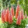Lupinus 'Towering Inferno' (PBR) -plant store pl2000039018