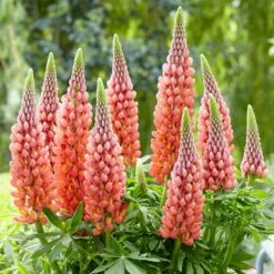 Lupinus 'Towering Inferno' (PBR)