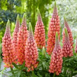Lupinus 'Towering Inferno' (PBR) -plant store pl2000039018 card3 lg