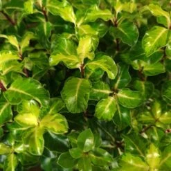 Pittosporum Tenuifolium 'Gold Star' -plant store pl2000039125 card2 lg