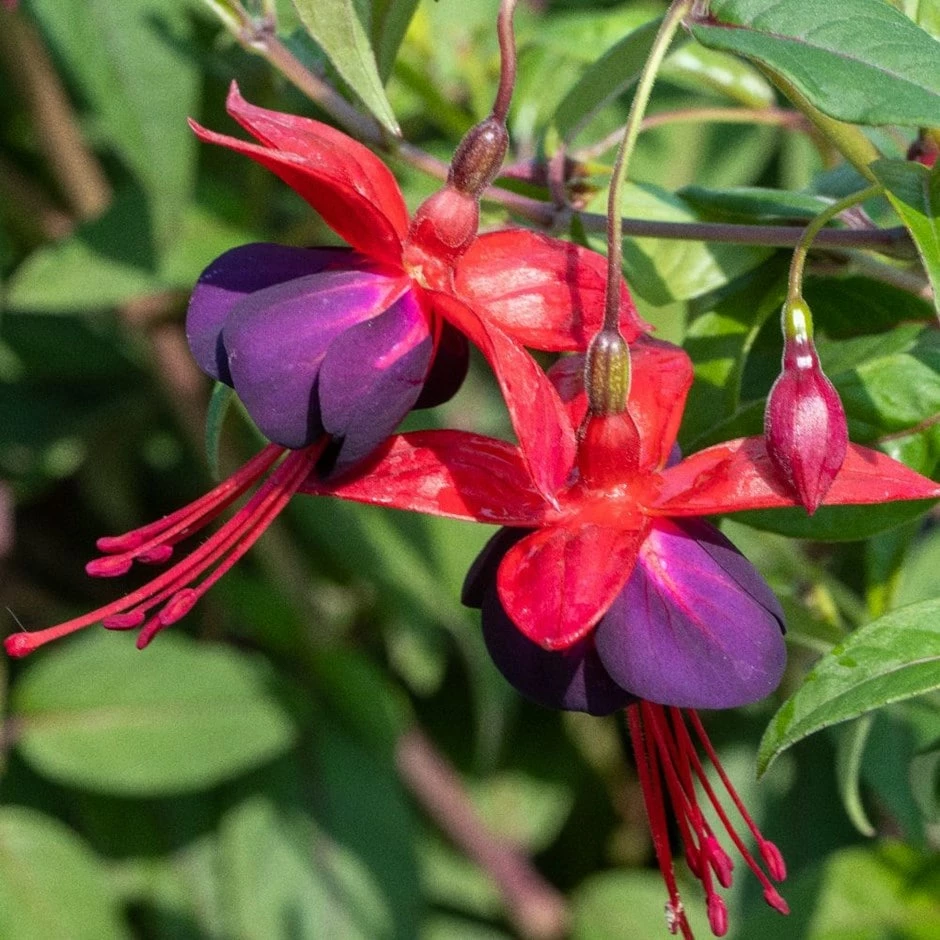 Fuchsia 'Lady Boothby' 3 Fuchsia 'Lady Boothby'