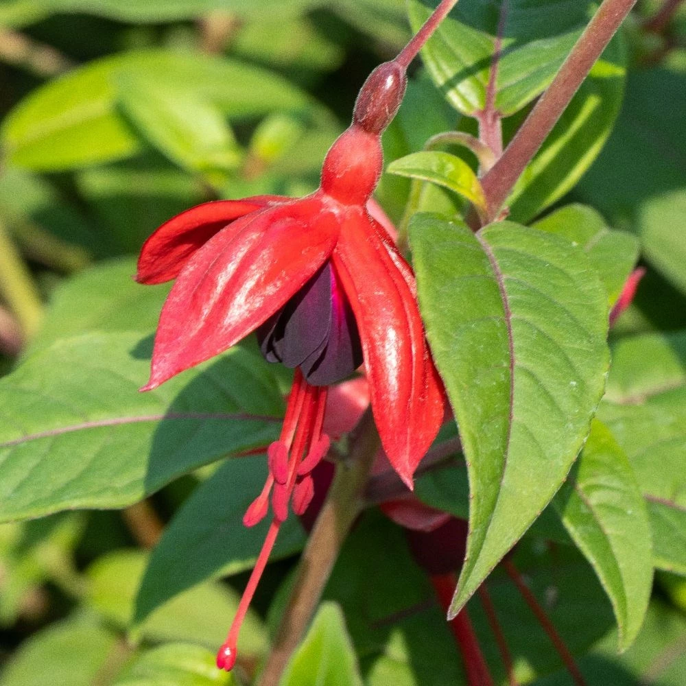 Fuchsia 'Lady Boothby' 4 Fuchsia 'Lady Boothby' - Image 2