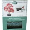 Bonsai Sweet Gum - Seed Growing Kit -plant store pl2000039319