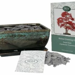 Bonsai Sweet Gum - Seed Growing Kit 7 Bonsai Sweet Gum - Seed Growing Kit -plant store pl2000039319 card3 lg