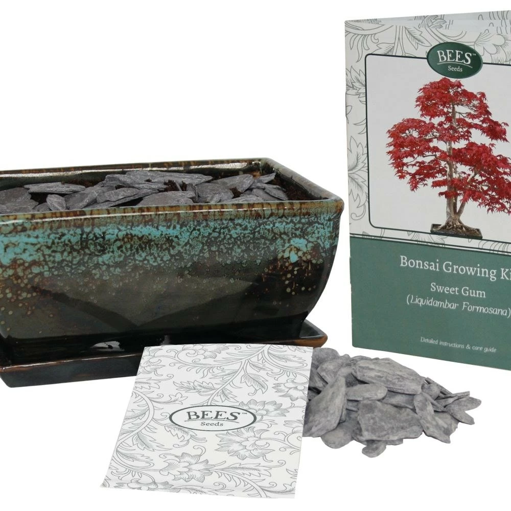 Bonsai Sweet Gum - Seed Growing Kit 5 Bonsai Sweet Gum - Seed Growing Kit - Image 3
