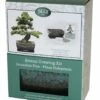 Bonsai Pine - Seed Growing Kit -plant store pl2000039320