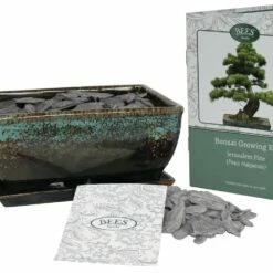 Bonsai Pine - Seed Growing Kit -plant store pl2000039320 card3 lg