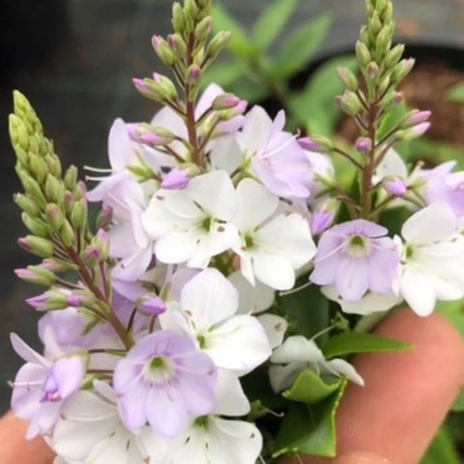 Parahebe Catarractae 'Pink Avalanche' 3 Parahebe Catarractae 'Pink Avalanche'