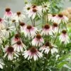 Echinacea Pretty Parasols ('JS Engeltje') (PBR) 2 Echinacea Pretty Parasols ('JS Engeltje') (PBR) -plant store pl2000039354