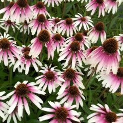 Echinacea Pretty Parasols ('JS Engeltje') (PBR) 21 Echinacea Pretty Parasols ('JS Engeltje') (PBR) -plant store pl2000039354 card10 lg