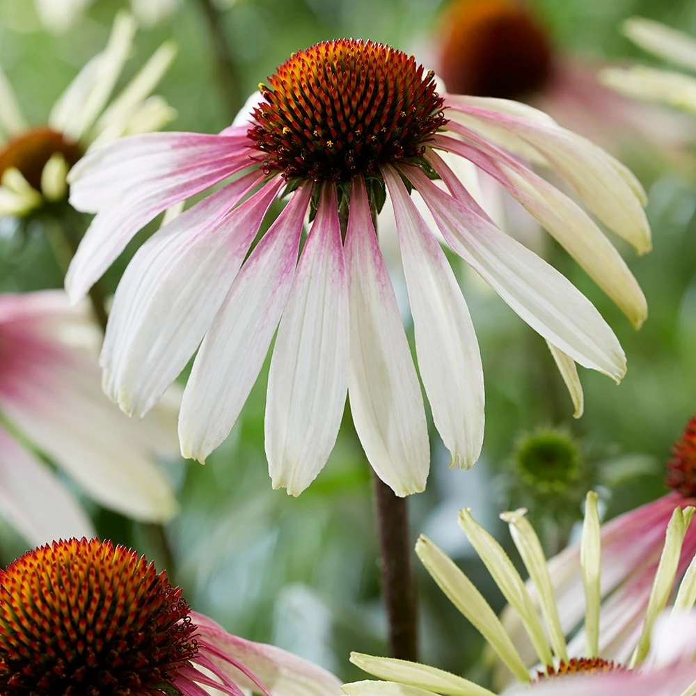 Echinacea Pretty Parasols ('JS Engeltje') (PBR) 4 Echinacea Pretty Parasols ('JS Engeltje') (PBR) - Image 2
