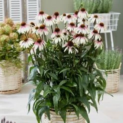 Echinacea Pretty Parasols ('JS Engeltje') (PBR) 14 Echinacea Pretty Parasols ('JS Engeltje') (PBR) -plant store pl2000039354 card3 lg
