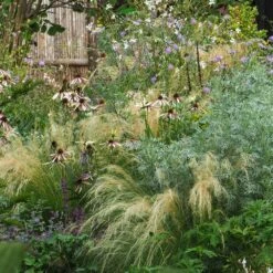 Echinacea Pretty Parasols ('JS Engeltje') (PBR) 17 Echinacea Pretty Parasols ('JS Engeltje') (PBR) -plant store pl2000039354 card6 lg