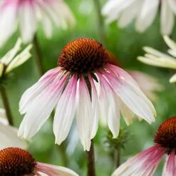Echinacea Pretty Parasols ('JS Engeltje') (PBR) 18 Echinacea Pretty Parasols ('JS Engeltje') (PBR) -plant store pl2000039354 card7 lg