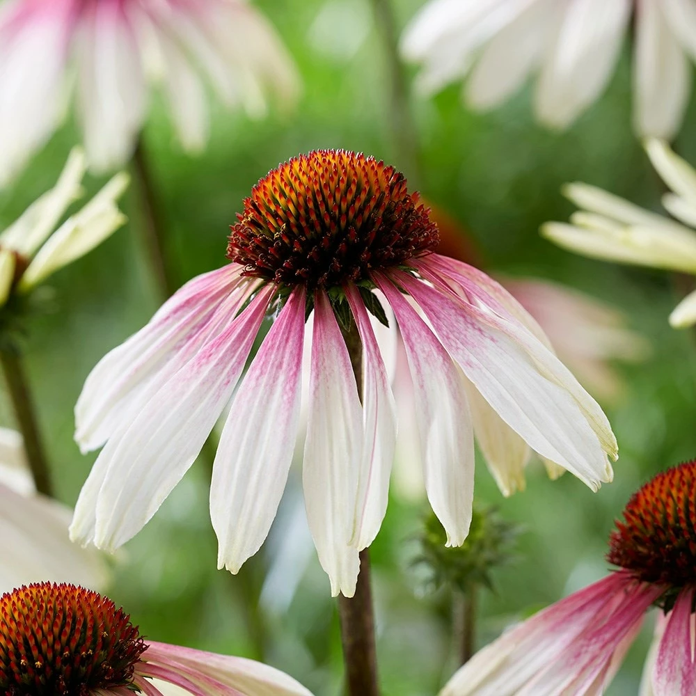 Echinacea Pretty Parasols ('JS Engeltje') (PBR) 9 Echinacea Pretty Parasols ('JS Engeltje') (PBR) - Image 7