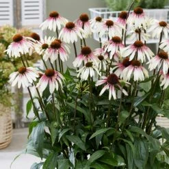 Echinacea Pretty Parasols ('JS Engeltje') (PBR) 19 Echinacea Pretty Parasols ('JS Engeltje') (PBR) -plant store pl2000039354 card8 lg
