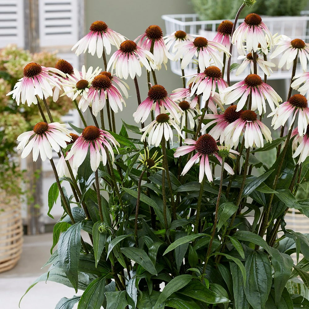 Echinacea Pretty Parasols ('JS Engeltje') (PBR) 10 Echinacea Pretty Parasols ('JS Engeltje') (PBR) - Image 8