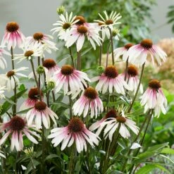 Echinacea Pretty Parasols ('JS Engeltje') (PBR) 20 Echinacea Pretty Parasols ('JS Engeltje') (PBR) -plant store pl2000039354 card9 lg