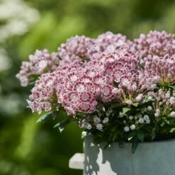 Kalmia Latifolia 'Little Linda' -plant store pl2000039554 card3 lg