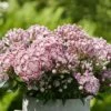 Kalmia Latifolia 'Minuet' -plant store pl2000039555