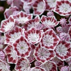 Kalmia Latifolia 'Minuet' 5 Kalmia Latifolia 'Minuet' -plant store pl2000039555 card2 lg
