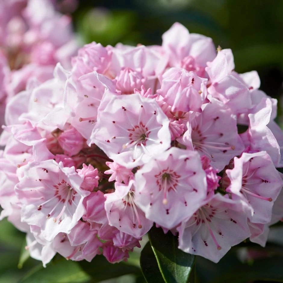 Kalmia Latifolia 'Tiddlywinks' 3 Kalmia Latifolia 'Tiddlywinks'