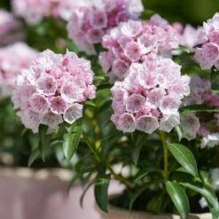Kalmia Latifolia 'Tiddlywinks' 7 Kalmia Latifolia 'Tiddlywinks' -plant store pl2000039579 card3 lg