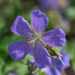 Geranium Himalayense 'Gravetye'
