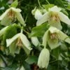 Clematis 'Christmas Surprise' -plant store pl2000040204