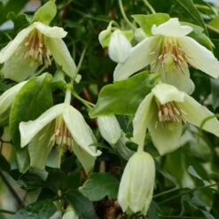 Clematis 'Christmas Surprise'