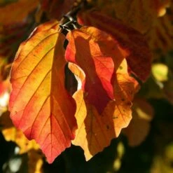 Parrotia Persica 7 Parrotia Persica -plant store pl2000040236 card3 lg