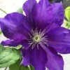 Clematis Duchess Of Cornwall ('Evipo118') (PBR) 1 Clematis Duchess Of Cornwall ('Evipo118') (PBR) -plant store pl2000040457