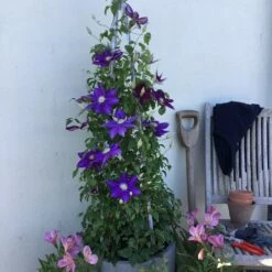 Clematis Duchess Of Cornwall ('Evipo118') (PBR) 5 Clematis Duchess Of Cornwall ('Evipo118') (PBR) -plant store pl2000040457 card2 lg